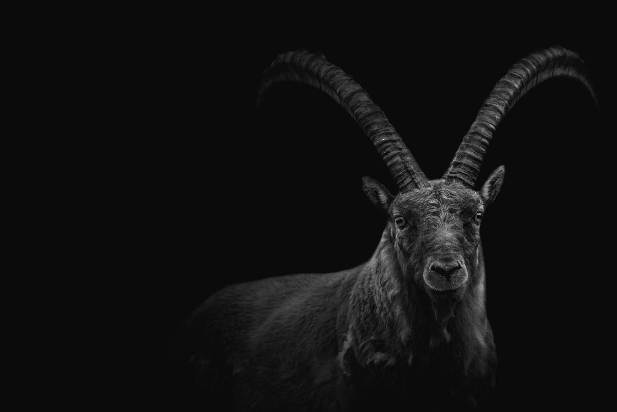 Nature Photograph - Ibex Portrait by Giovanni Venier