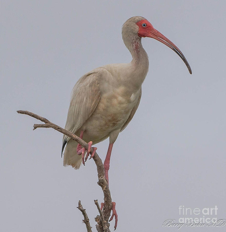 Ibis, adult at rest Photograph by Barry Bohn