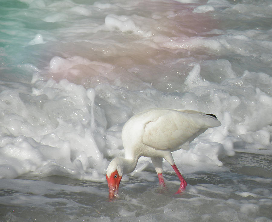 Ibis and a Tinted Sea Photograph by Rosalie Scanlon