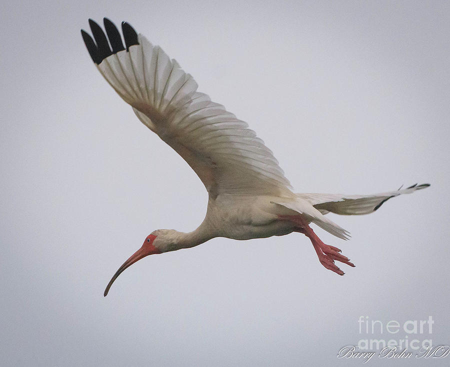 Ibis in flight Photograph by Barry Bohn