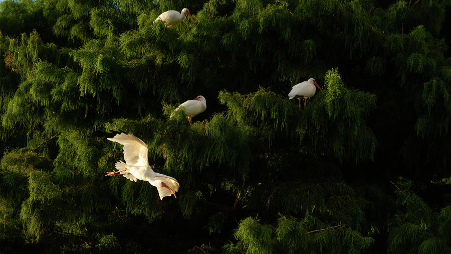 Ibis in Flight Green Cay Wetlands Florida Photograph by Lawrence S Richardson Jr