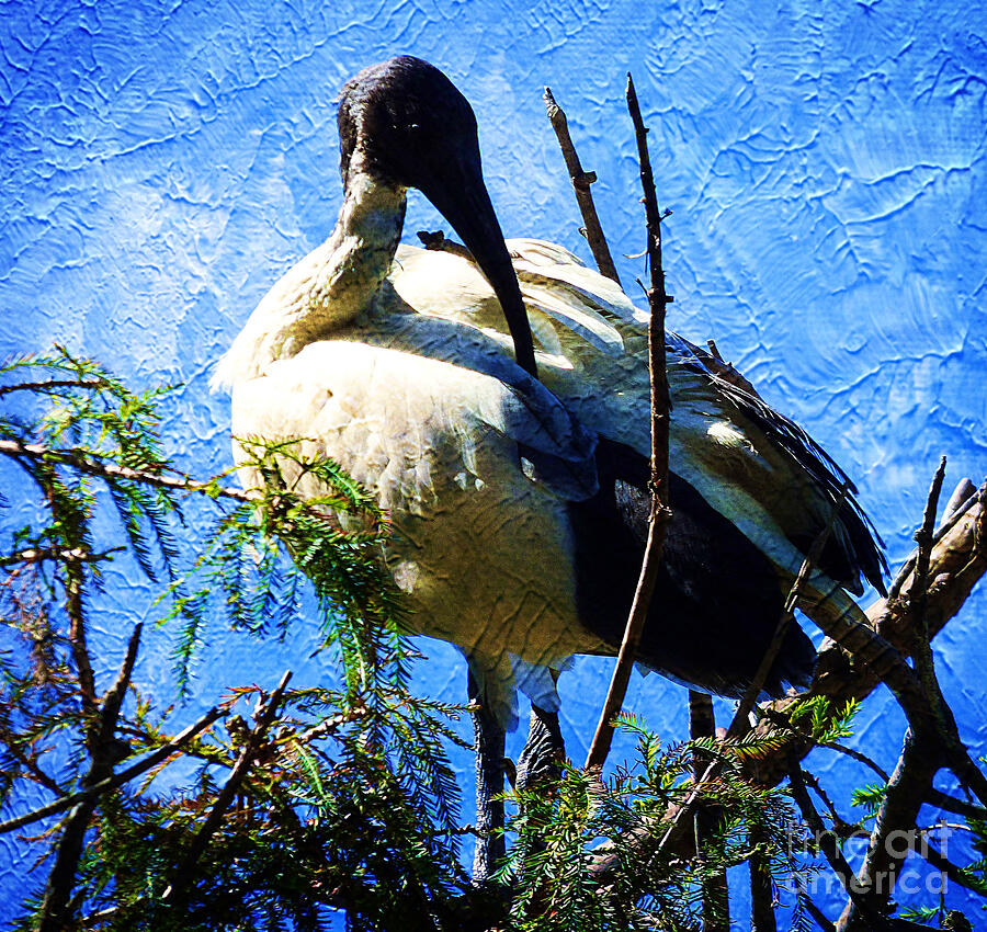 Ibis in Tree by Trudee Hunter Ibis in Tree by Trudee Hunter