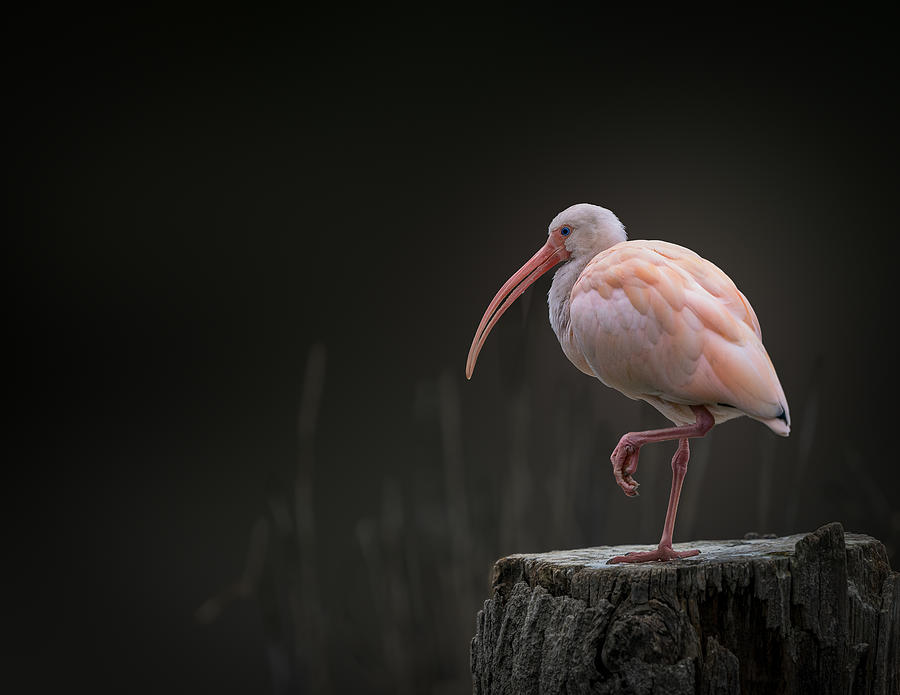 Animal Photograph - Ibis by Jealousy