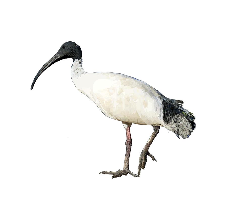 ibis paint drawings
