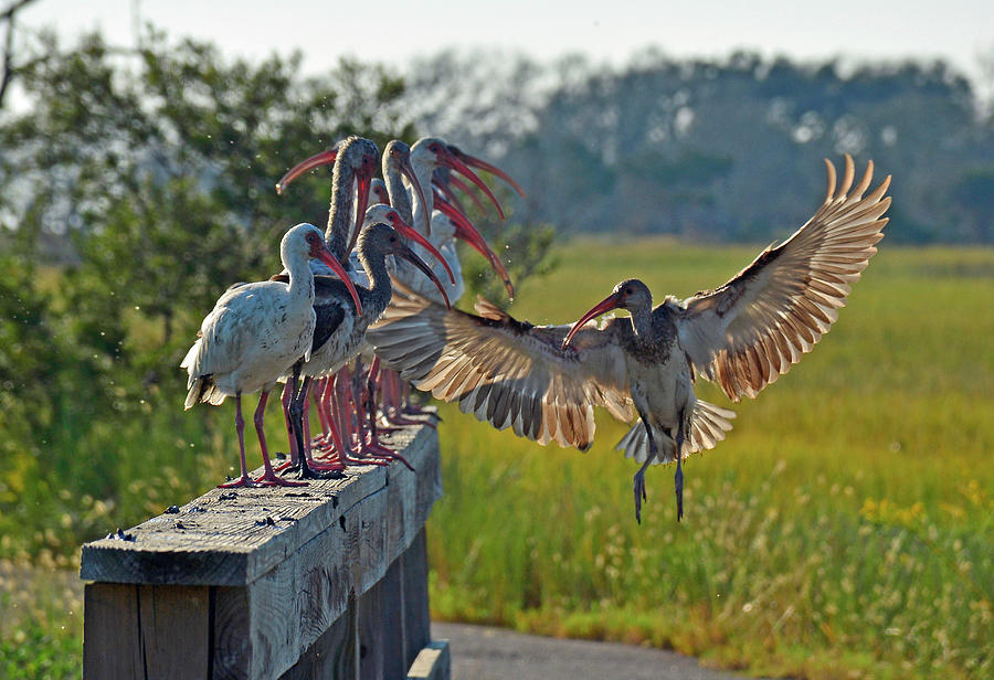 Ibis Joining Featured Friends on Jekyll Island Photograph by Bruce Gourley