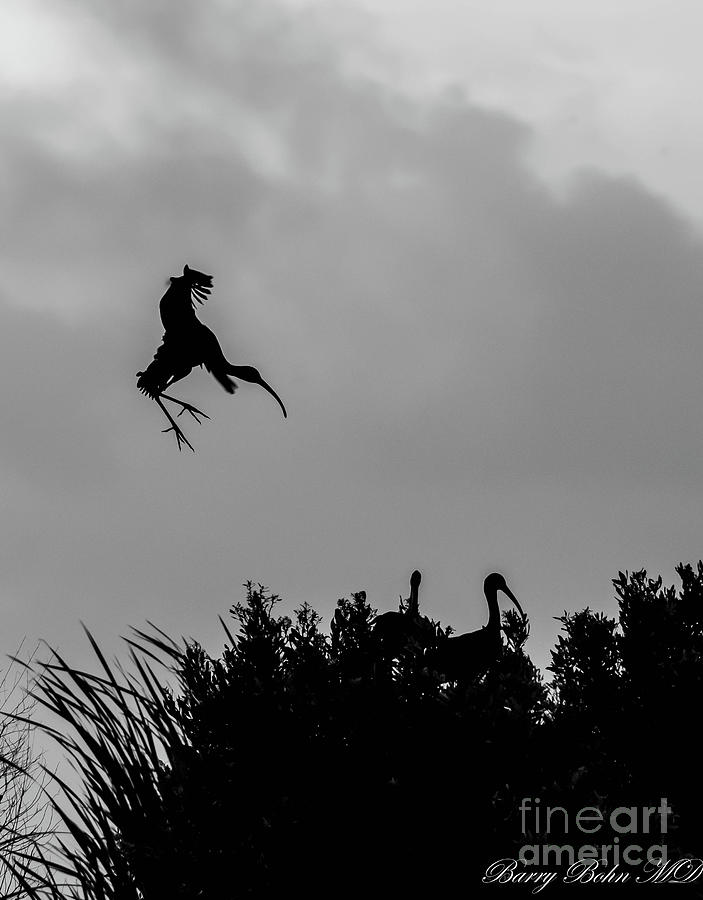 Ibis landing BW Photograph by Barry Bohn