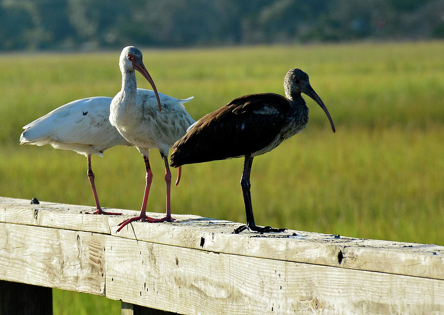 Ibis My Friends on Jekyll Island Photograph by Bruce Gourley