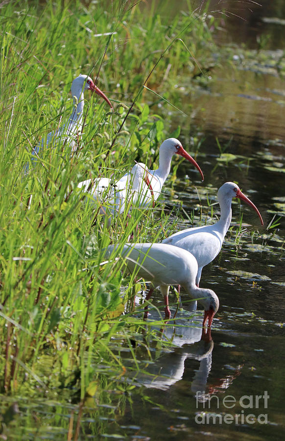 Ibises by the Pond Photograph by Carol Groenen