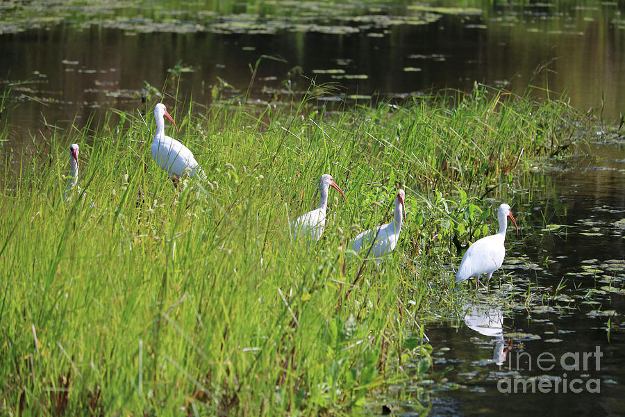 Ibises in the Marsh Photograph by Carol Groenen