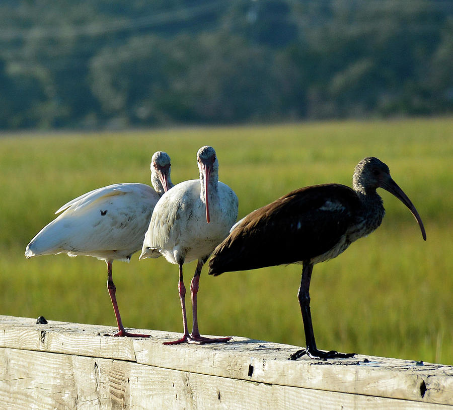 Ibises On the Lookout in Jekyll Island State Park Photograph by Bruce Gourley