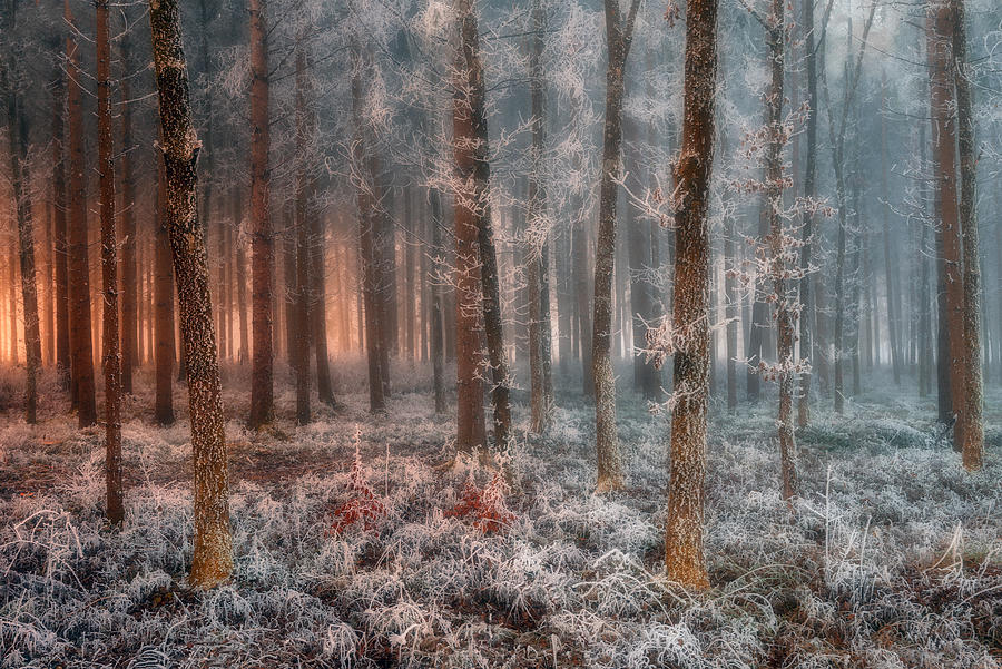 Tree Photograph - Ice And Fire by Jure Kravanja