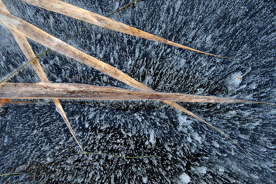 Ice And Reed Photograph by Bror Johansson