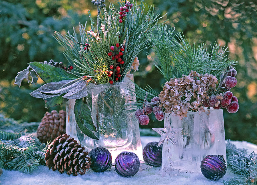 Ice Blocks As Vases, Pinus pine And Cones Photograph by Friedrich Strauss