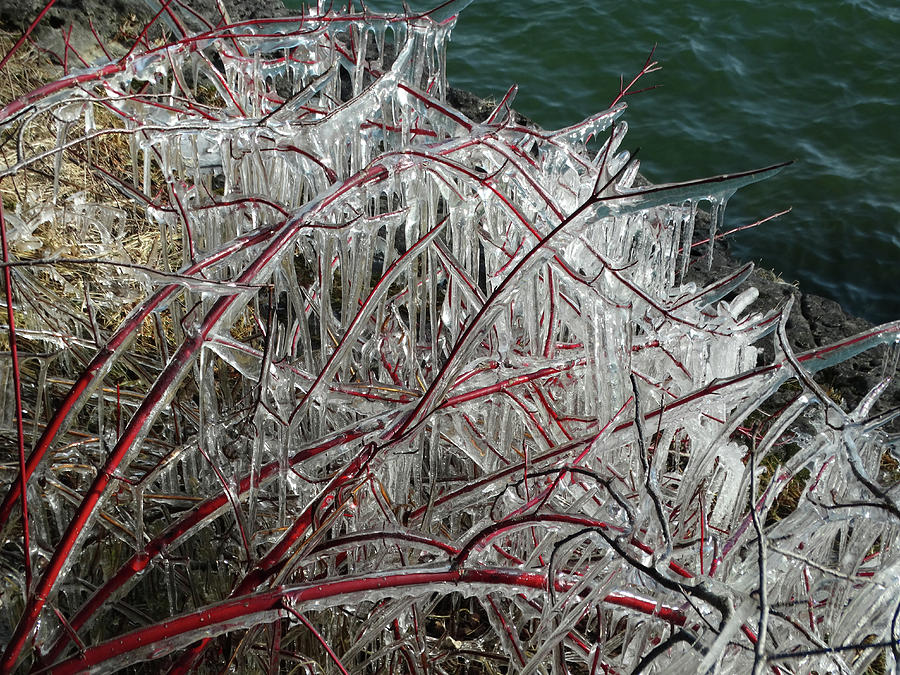 Ice-Coated Red Branches Photograph by David T Wilkinson