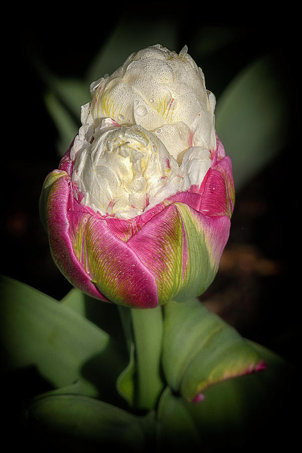 Ice cream cone tulip Photograph by Wolfgang Stocker