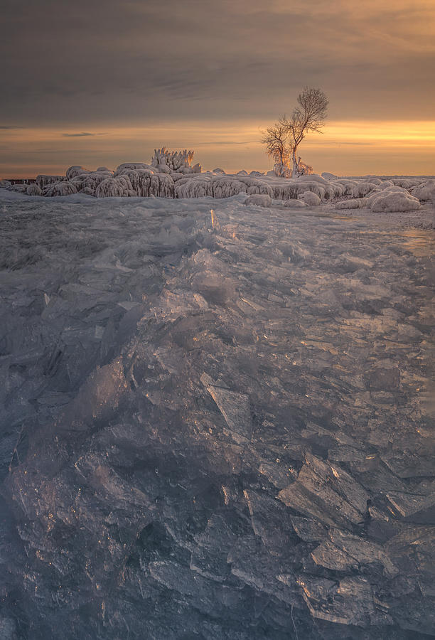 Winter Photograph - Ice-cream Tree by Yao Zheng