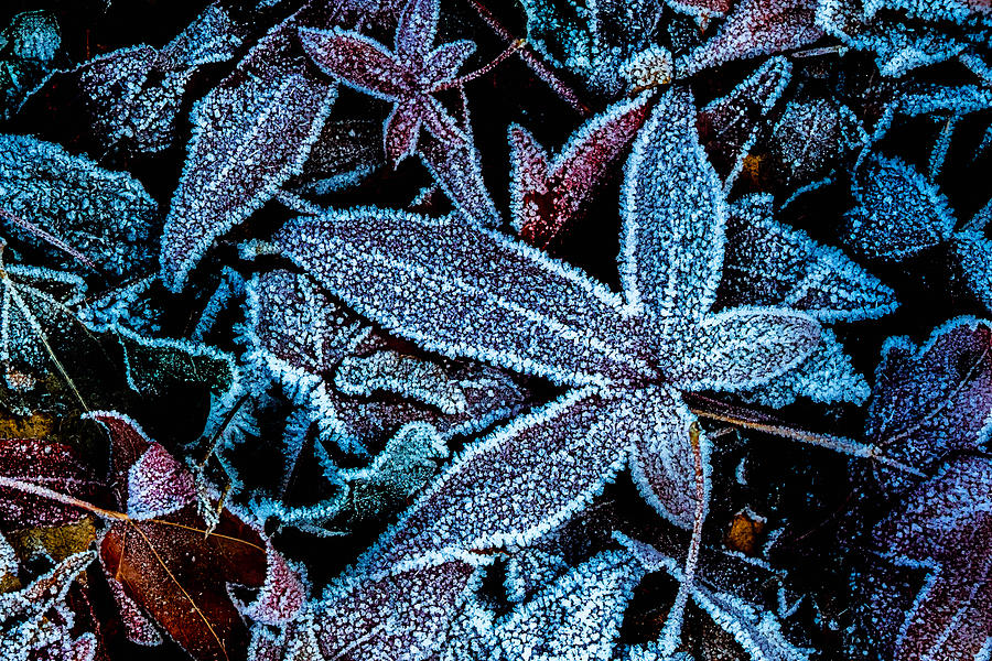 Winter Photograph - Ice Crystals by Dieter Walther