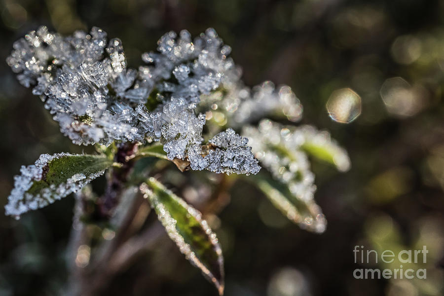 Winter Savory Photograph - Ice Crystals by Eva Lechner