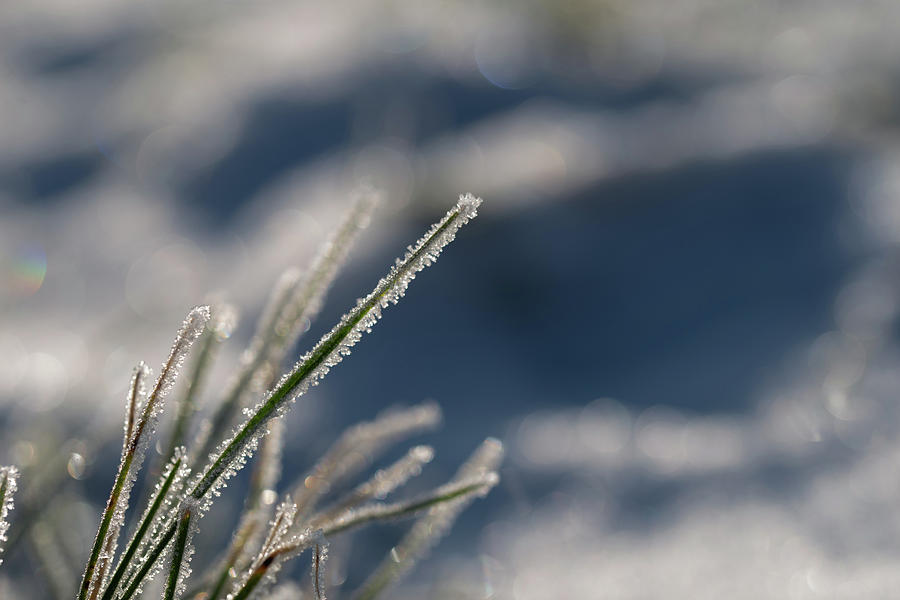 Ice Crystals On Green Grass Close Up On Natural Background Photograph By Elisabetta Poggi