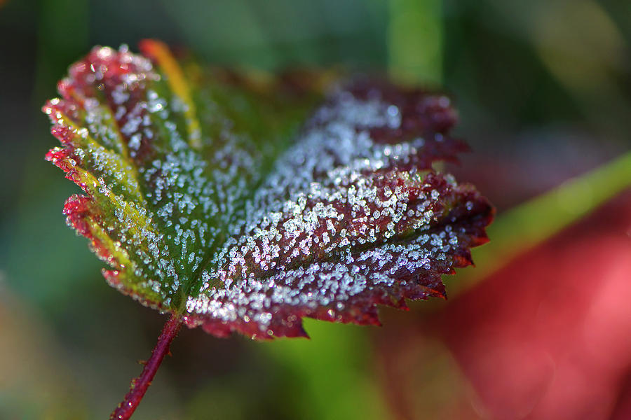 Ice Crystals on Leaf by Sharon Talson Ice Crystals on Leaf by Sharon Talson