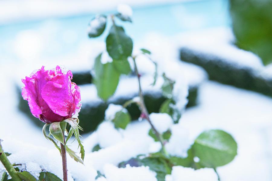 Ice Crystals On Magenta Rose In Front Of Snowy Box Hedges In Blurred Background Photograph by Anneliese Kompatscher