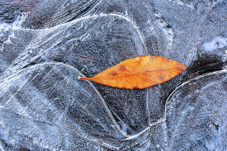 Ice Curves Photograph by Yu Liu Photography