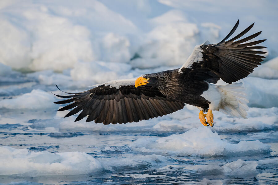 Ice Flight Photograph by Chao Feng ?? - Fine Art America