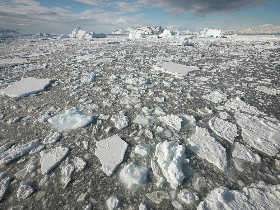 Ice Floes In Antarctica Photograph by Gerry Ellis
