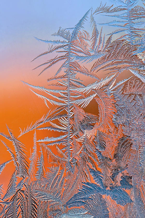 Ice Flower Photograph by Hua Zhu