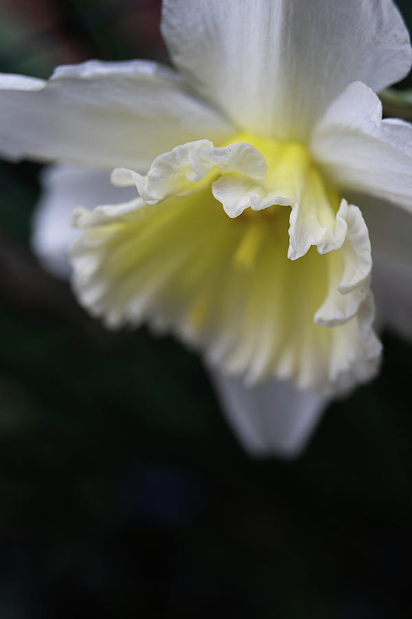 Ice Follies Daffodil Close Up Photograph