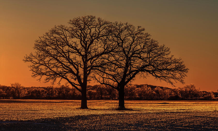 Ice-Glazed Twin Oaks and stubble field near Oregon WI backlit at sunset Photograph by Peter Herman