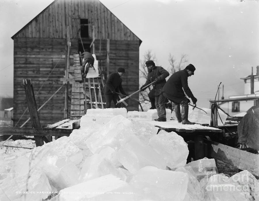 Ice Harvesting, Shooting The Cakes Into The House, C.1903 (b/w Photo) Photograph by Detroit Publishing Co
