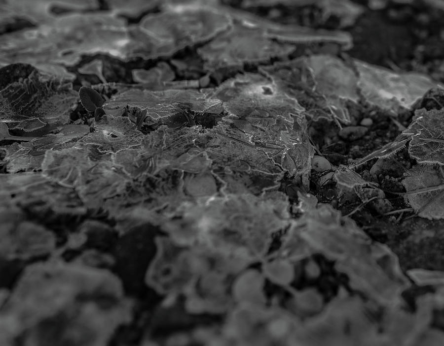 Ice layer broken over little plants by Kai Mueller Ice layer broken over little plants by Kai Mueller