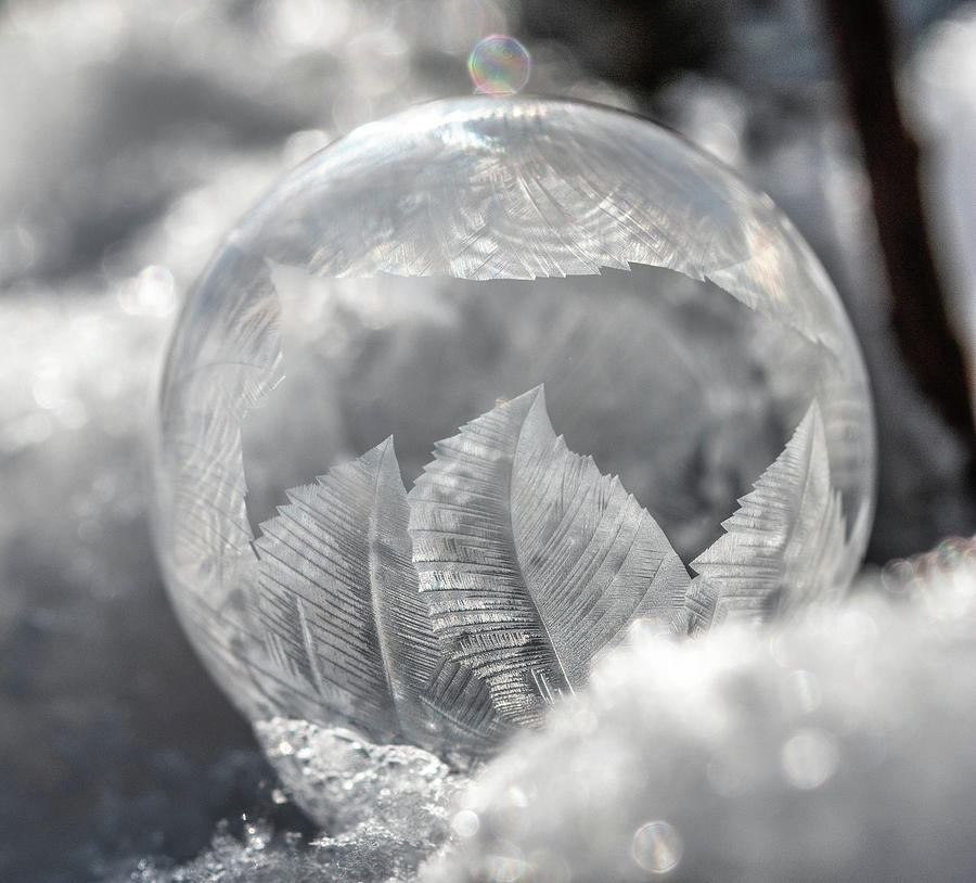 Ice Leaf Photograph by Rita Anthony - Fine Art America