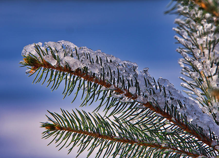 Ice on pine tree III Photograph by Steven Ralser