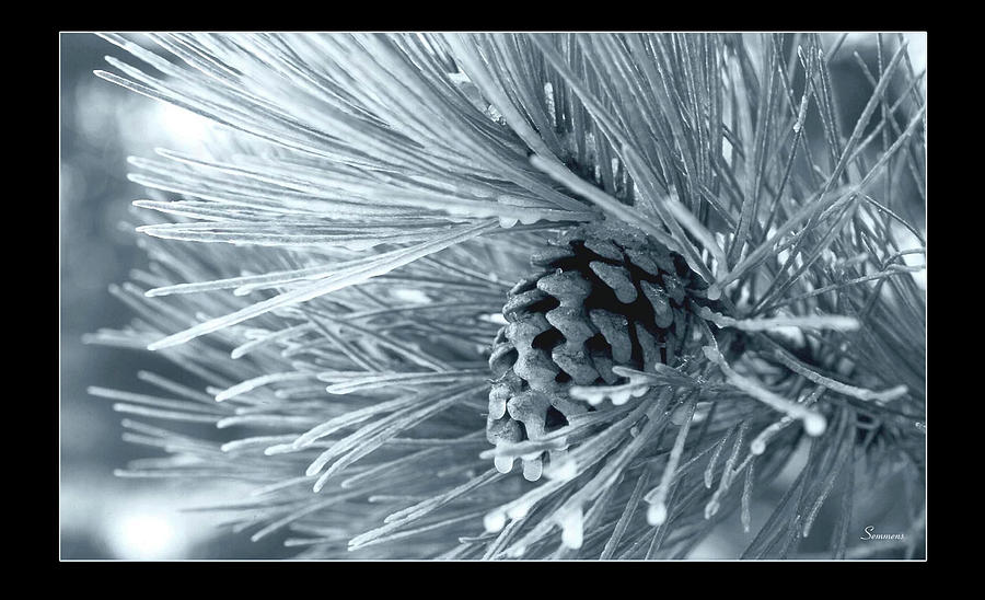 Ice Pine Cone 1 Photograph by Gordon Semmens