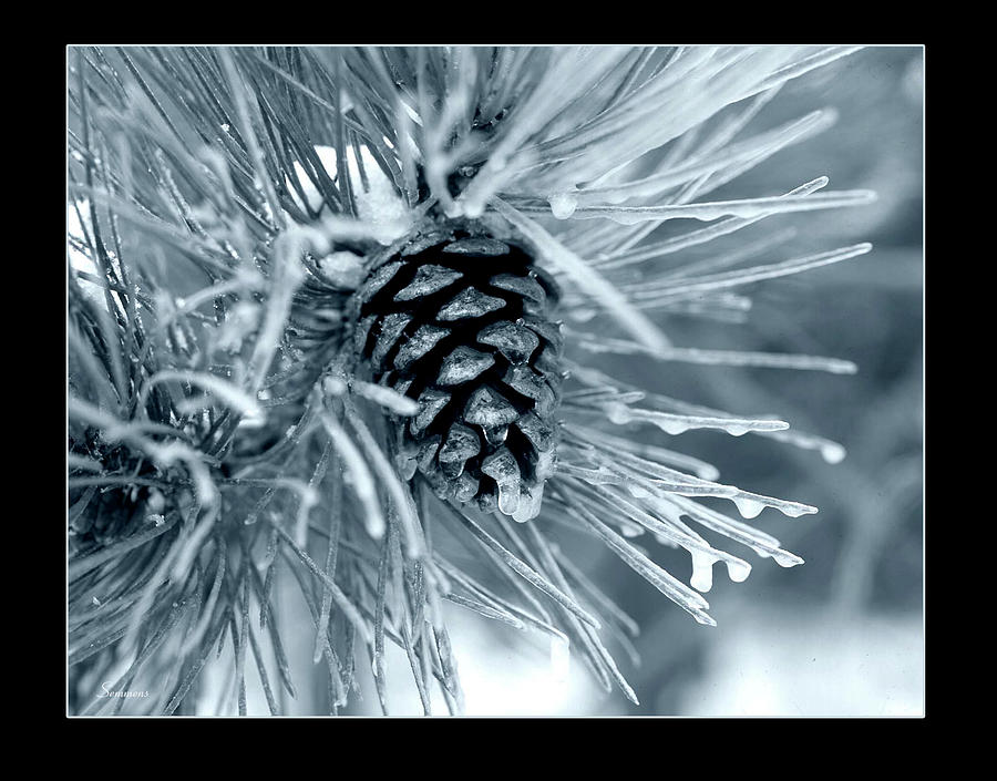 Ice Pine Cone 2 Photograph by Gordon Semmens