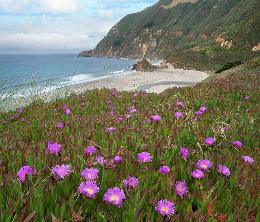Ice Plant Flowers Along Coast, Russian River, California Photograph by Tim Fitzharris