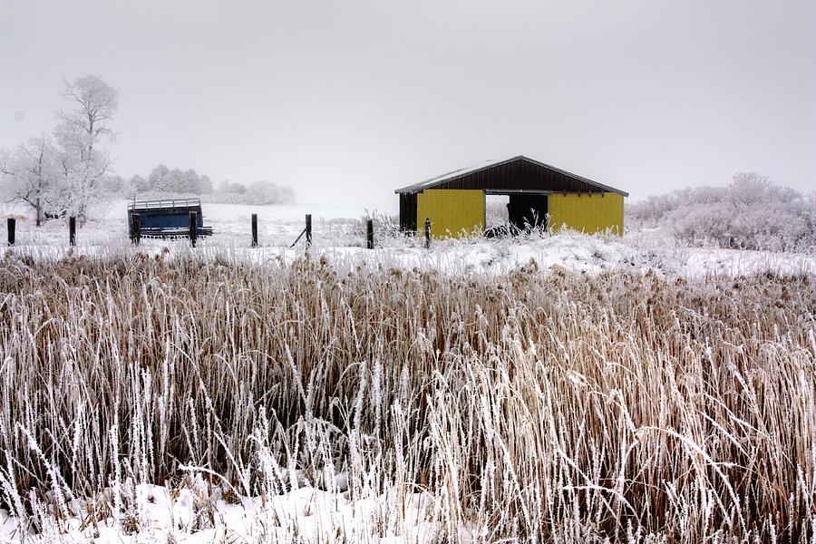 Ice Reeds Photograph by David Matthews