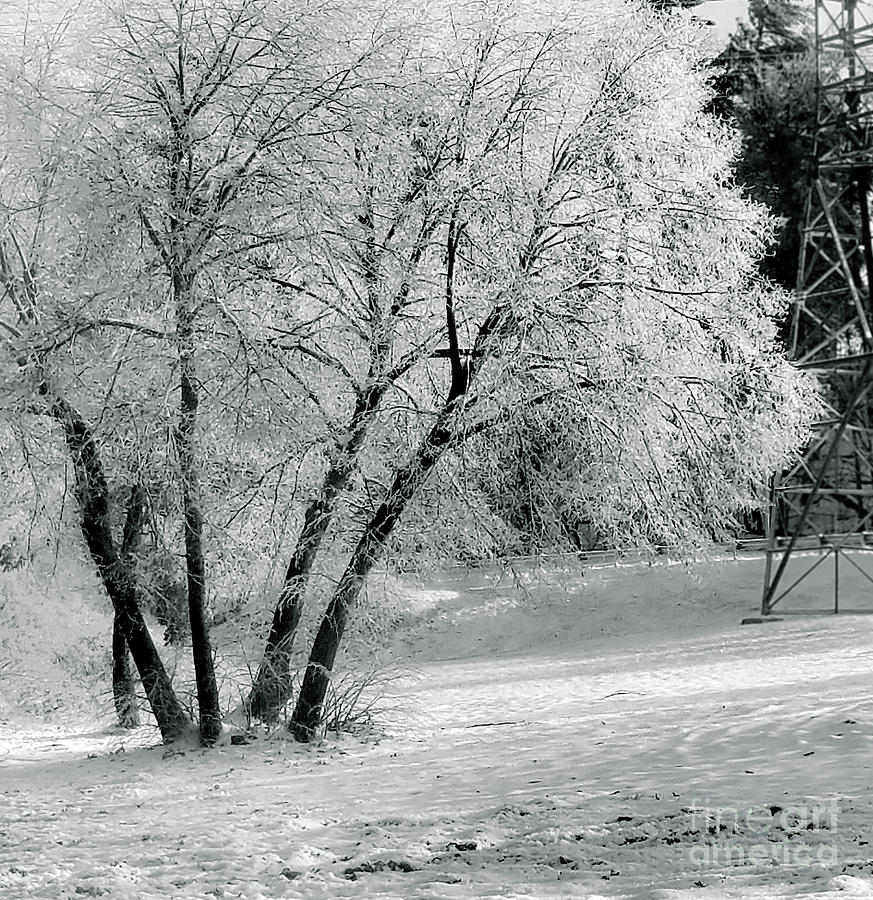 Ice Tree 2 Photograph by Raymond Earley