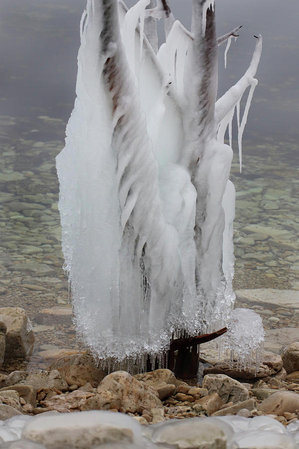 Ice Tree Photograph by David T Wilkinson
