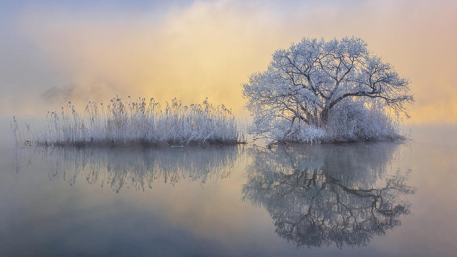 Ice Tree Photograph by Jaeyoun Ryu