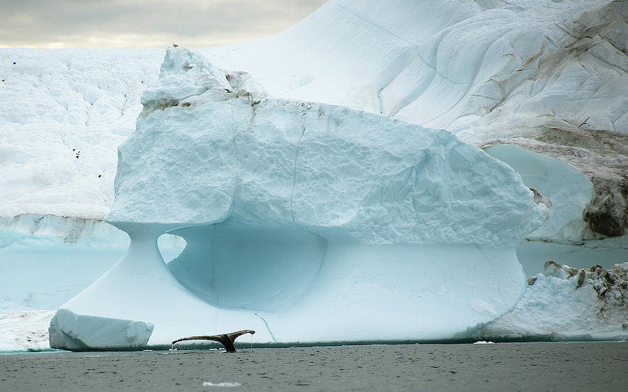 Iceberg and Whale Tail Photograph by Minnie Gallman