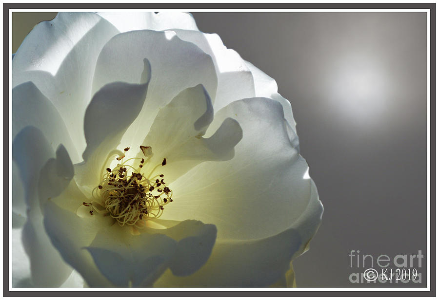 Rose Photograph - Iceberg Rose by Klaus Jaritz Rose Photograph - Iceberg Rose by Klaus Jaritz
