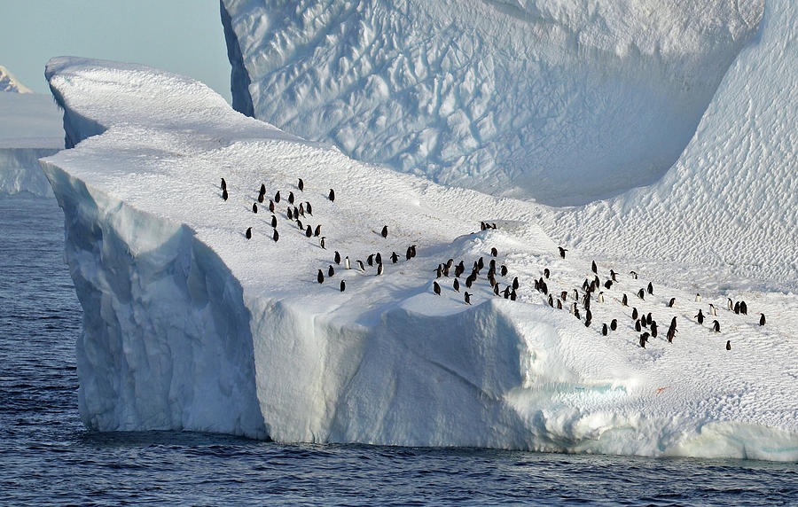 Iceberg With Penguins, Antarctica Photograph by Max Seigal - Pixels