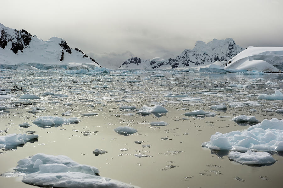 Icebergs Photograph by Jim Julien / Design Pics