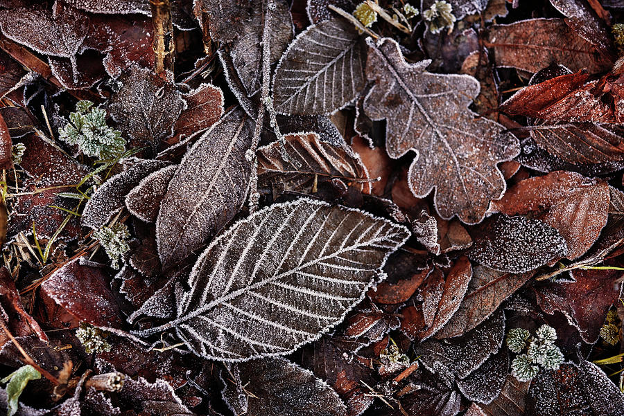 Iced Frosted Leaves Digital Art by Fm Doyle