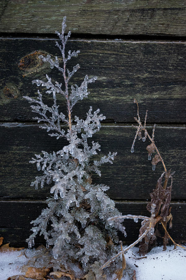 Iced Juniper in front of Rail Ties Photograph by Brooke Bowdren