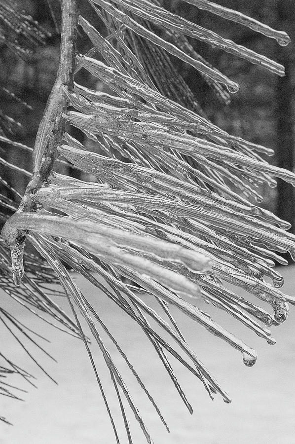 Iced Needles Photograph