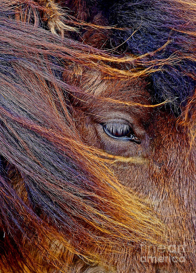 Iceland Eye Photograph by Michael Cinnamond